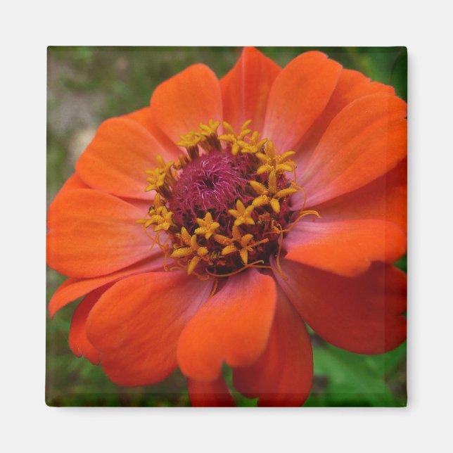 Orange Zinnia WildblomNature Blommigt Magnet (Framsidan)