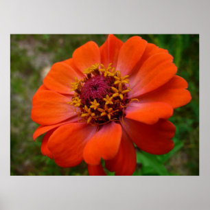 Orange Zinnia WildblomNature Blommigt Poster
