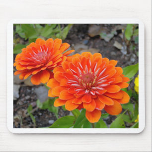 Orange Zinniablommor Musmatta