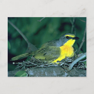 Orangebrested Bush Shrike Vykort