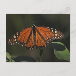 Orangefjärilnaturfotografi Vykort