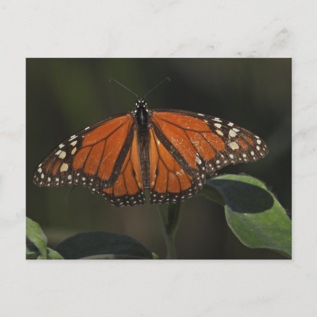 Orangefjärilnaturfotografi Vykort (Framsida)