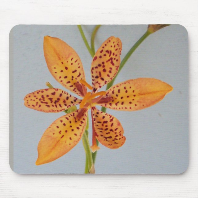 Orangefläckig Iris som kallas svartbärslilja Musmatta (Framsidan)