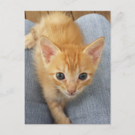 Orangefläckig kattunge vykort