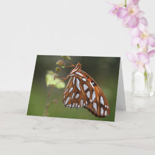Orangen Butterfly Bukt Fritillary Passion Spoted Kort