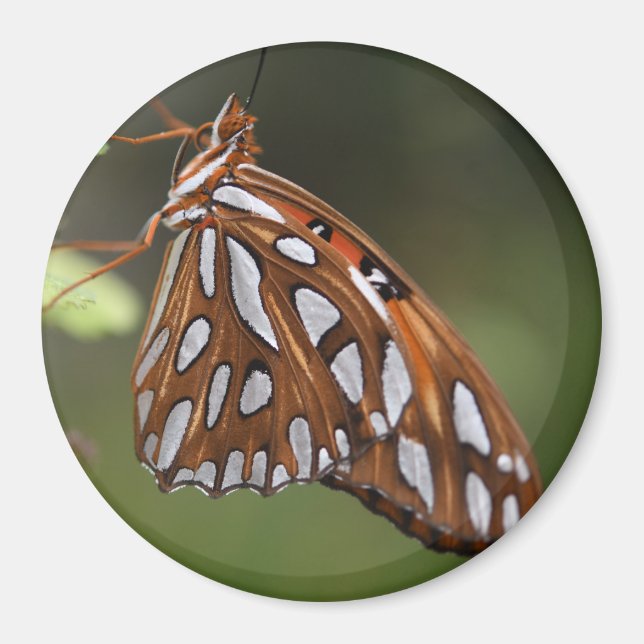 Orangen Butterfly Bukt Fritillary Passion Spoted Magnet (Framsidan)