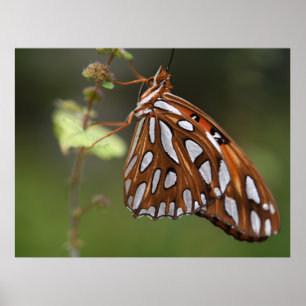 Orangen Butterfly Bukt Fritillary Passion Spoted Poster