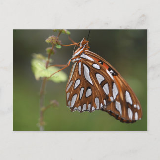 Orangen Butterfly Bukt Fritillary Passion Spoted Vykort