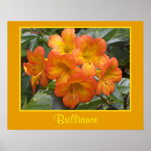 Orangen för begåvningZenmeditationen blommar Poster