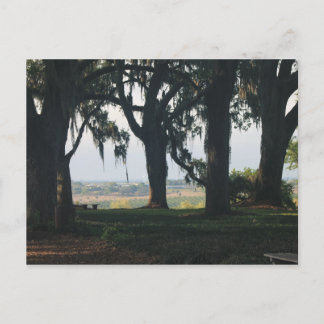 Orangen Grove tidigare Oak Träd Vykort
