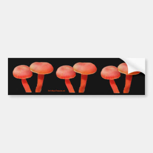 Orangen plocka svamp naturfotobildekalet bildekal