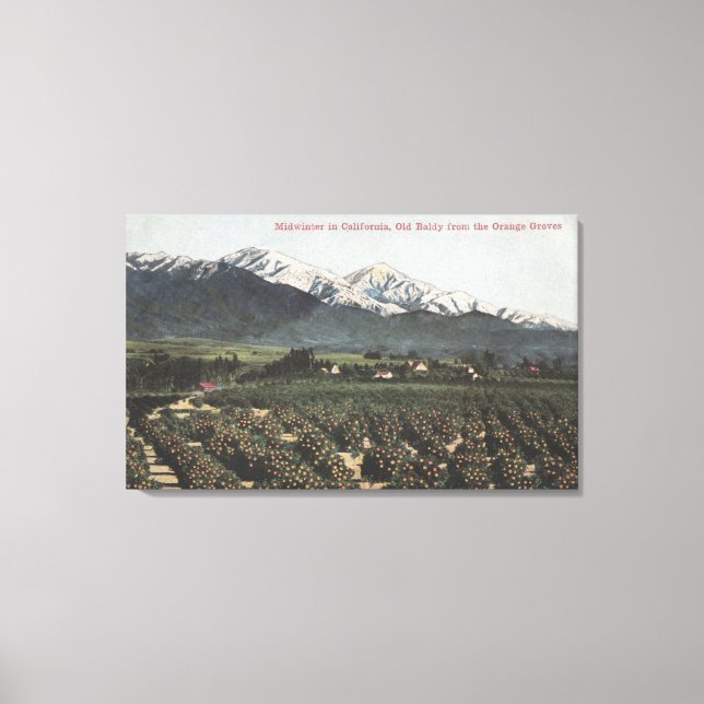 Orangen växer med gammal baldmej i Avstånd Canvastryck (Framsida)