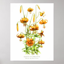 Orangen vild Tiger Lilies Original Art Print