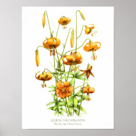 Orangen vild Tiger Lilies Original Art Print Poster