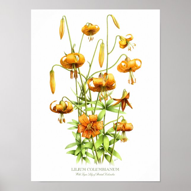 Orangen vild Tiger Lilies Original Art Print Poster (Framsidan)