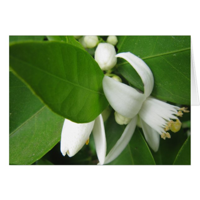 Orangens Blommar Hälsningskort (Framsidan Horizontal)