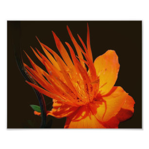 Orangens blomning i solskenans Blommigt 8 x 10 Fototryck