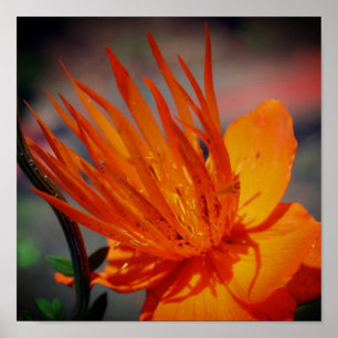 Orangens blomning i solskensBlommigt Poster