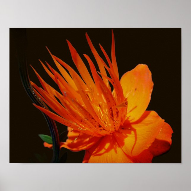 Orangens blomning i solskensBlommigt Poster (Framsidan)