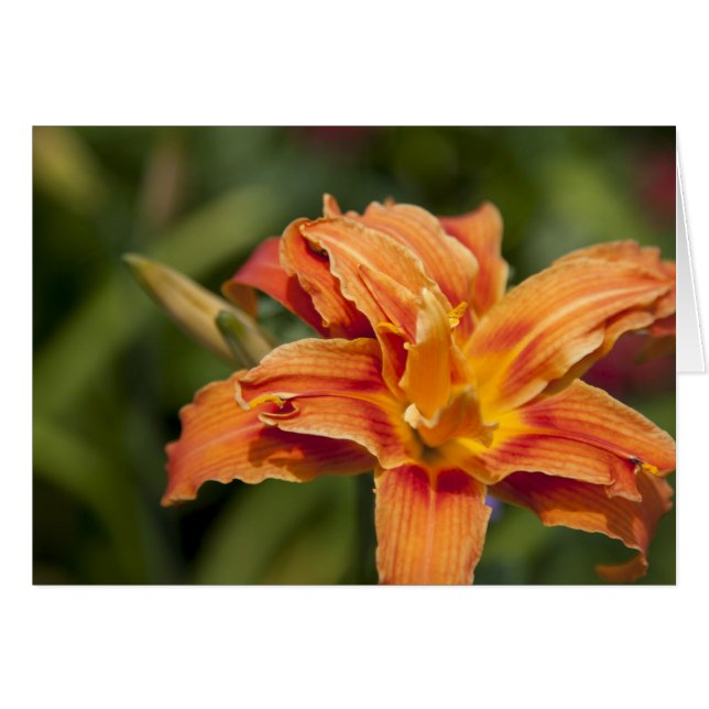 Orangens briljans hälsningskort (Framsidan Horizontal)