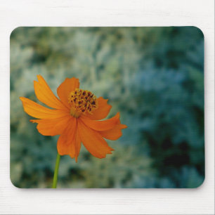 Orangens Daisy Musmatta