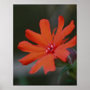 Orangens Daisy Stäng av nedåt Poster