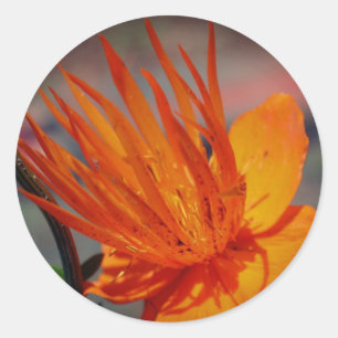 Orangens Gult blomma Runt Klistermärke