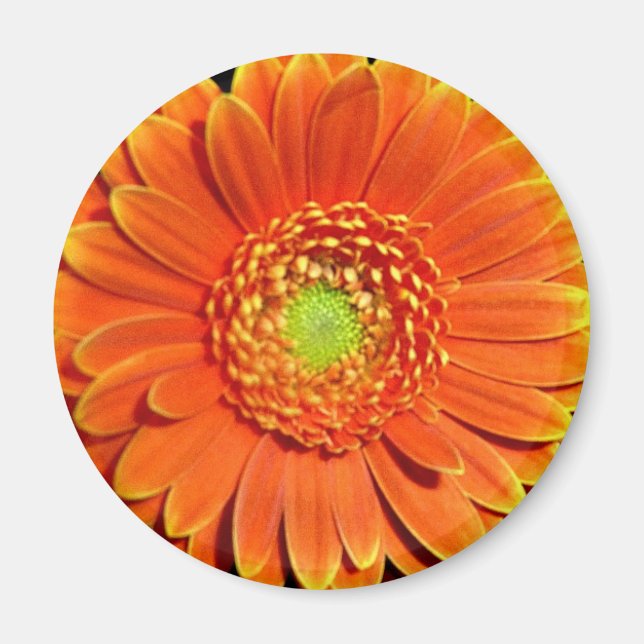 Orangens Gult Daisy - Flower Magnet (Framsidan)