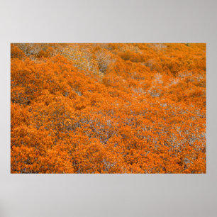 Orangens skogsvy. Orange löv bakgrund. Höst Poster