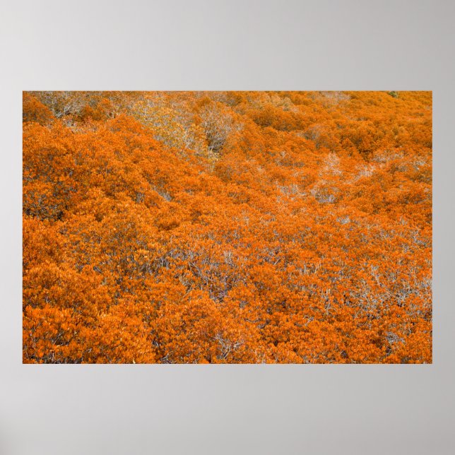 Orangens skogsvy. Orange löv bakgrund. Höst Poster (Framsidan)