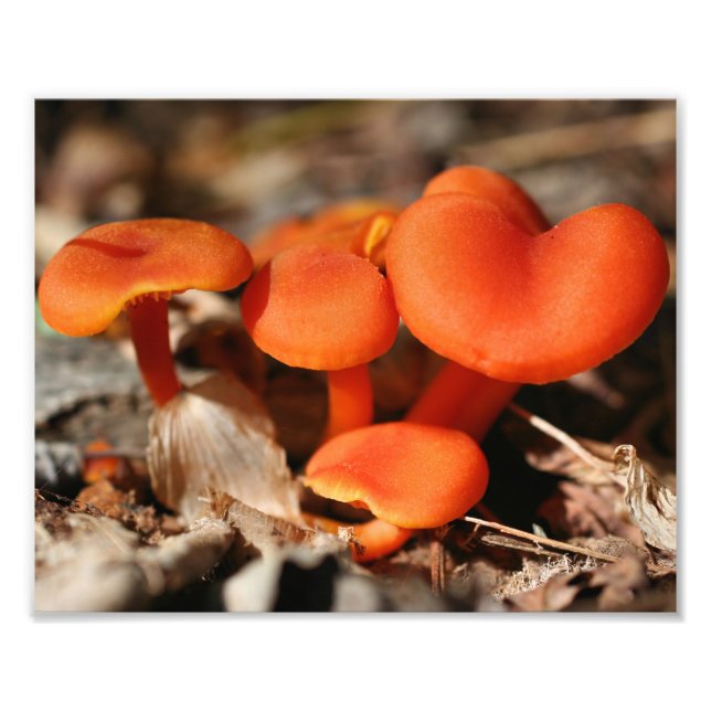 Orangens Vild Svampar 10 x 8 Natur Fototryck (Framsidan)
