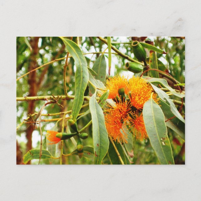 Orangens vykort (Framsida)