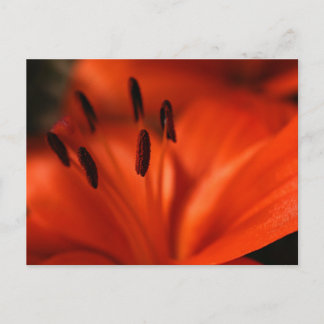 Orangens vykort