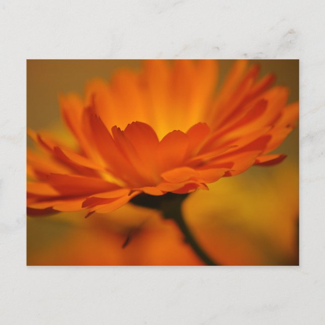 Orangens vykort för Blommigt (Framsida)