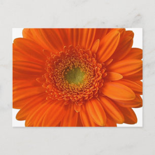 Orangens vykort för Daisy