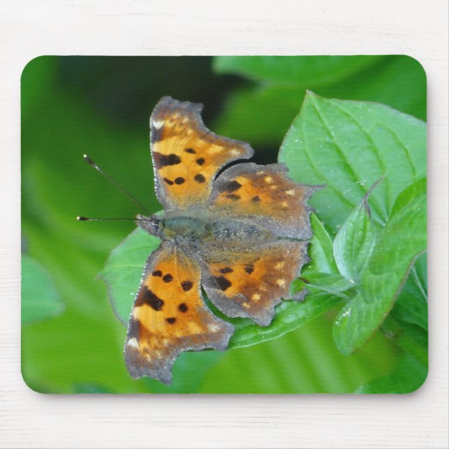 Oranger Schmetterling Musmatta (Framsidan)
