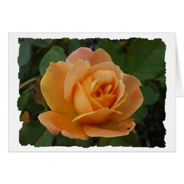 Orangero Hälsningskort (Framsidan Horizontal)