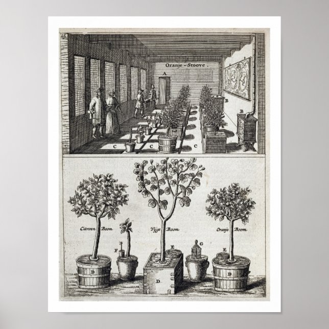 Orangery från "De Nederlandze Hesperides" av Jan Poster (Framsidan)