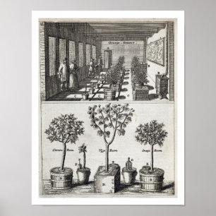Orangery från "De Nederlandze Hesperides" vid Jan Poster