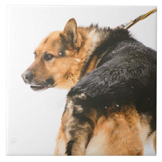 Orangesvarthund Kakelplatta (Framsidan)