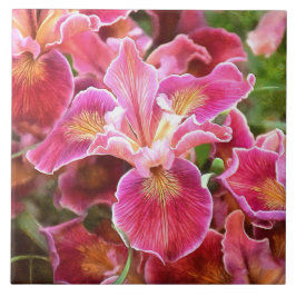 Orangish Rosa Iris Kakelplatta