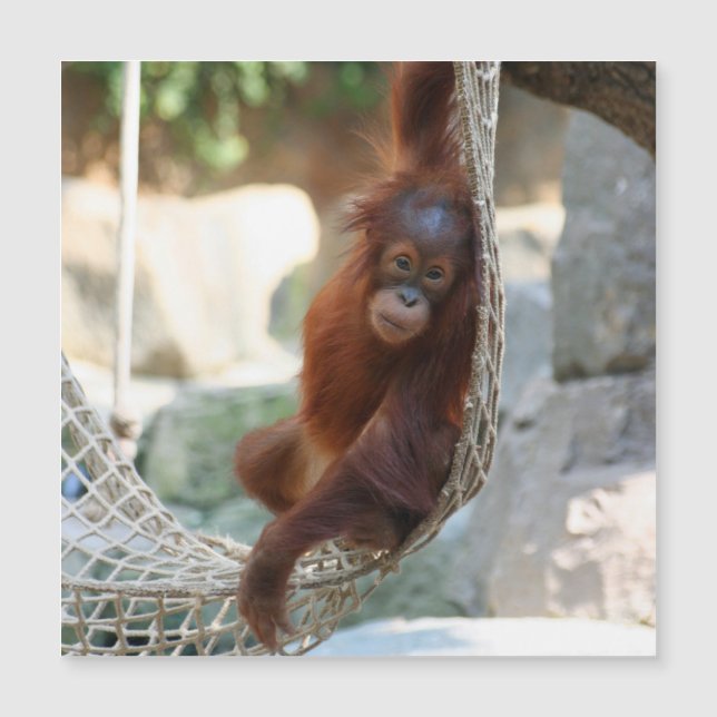 OrangUtan 001 (Framsida)