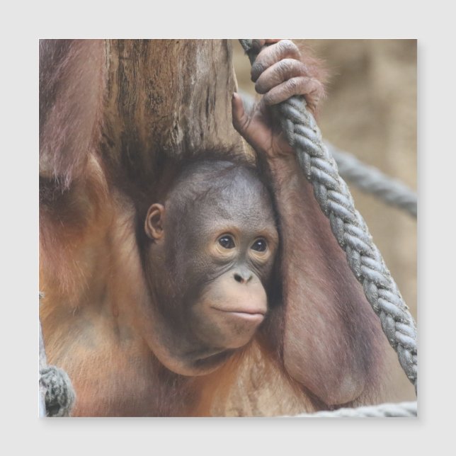OrangUtan 002 (Framsida)