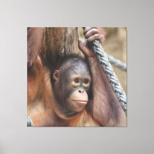 OrangUtan 002 Canvastryck