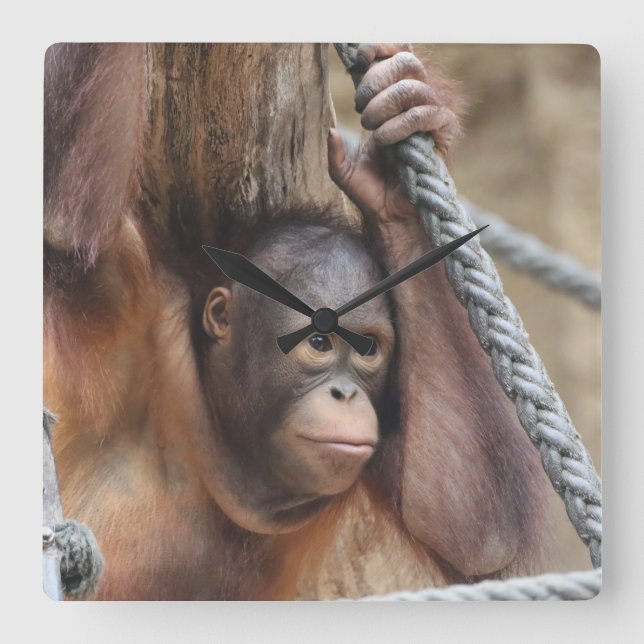 OrangUtan 002 Fyrkantig Klocka (Framsida)