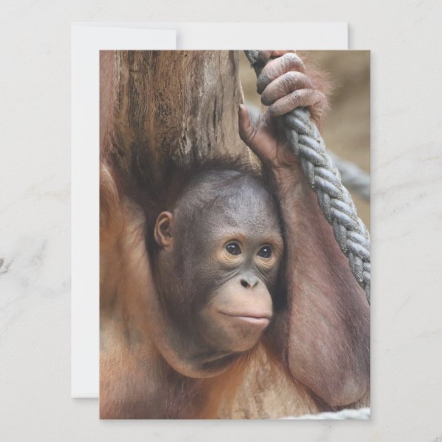 OrangUtan 002 Julkort (Framsida)