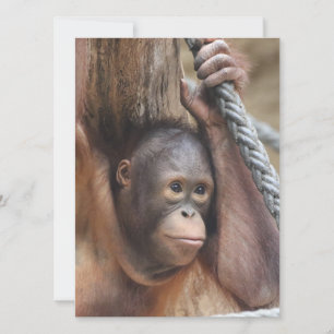 OrangUtan 002 Julkort