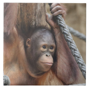 OrangUtan 002 Kakelplatta