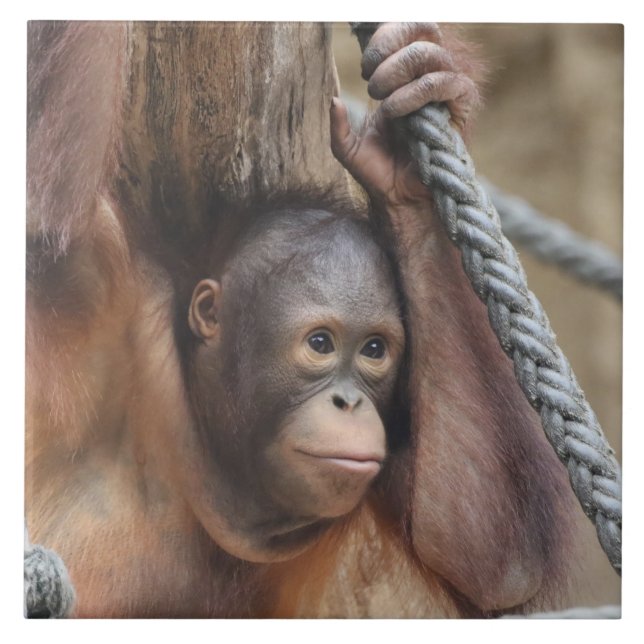 OrangUtan 002 Kakelplatta (Framsidan)