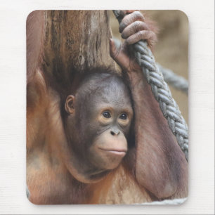 OrangUtan 002 Musmatta